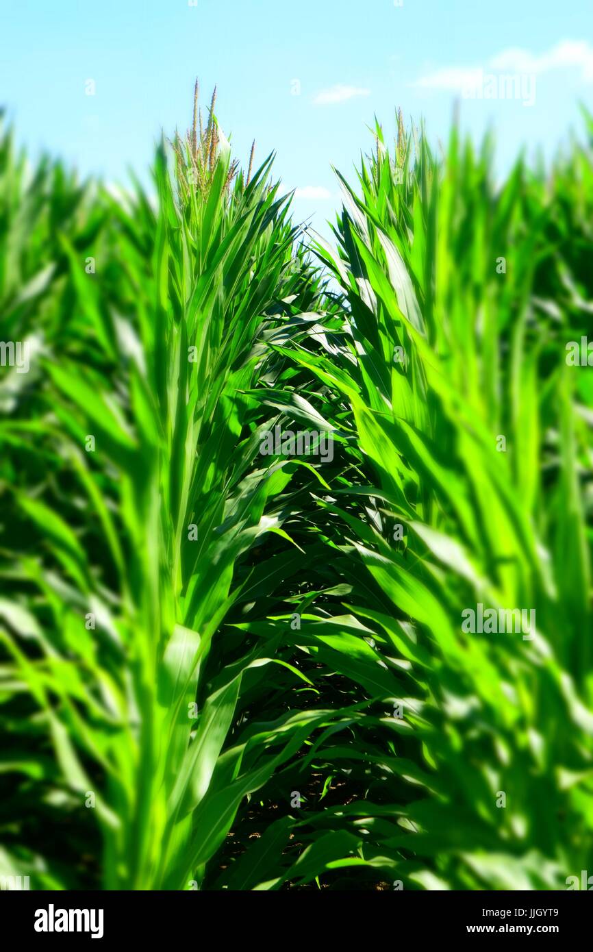 Campo di mais in Baviera, granturco con peli, zea in Germania, mealie Foto Stock