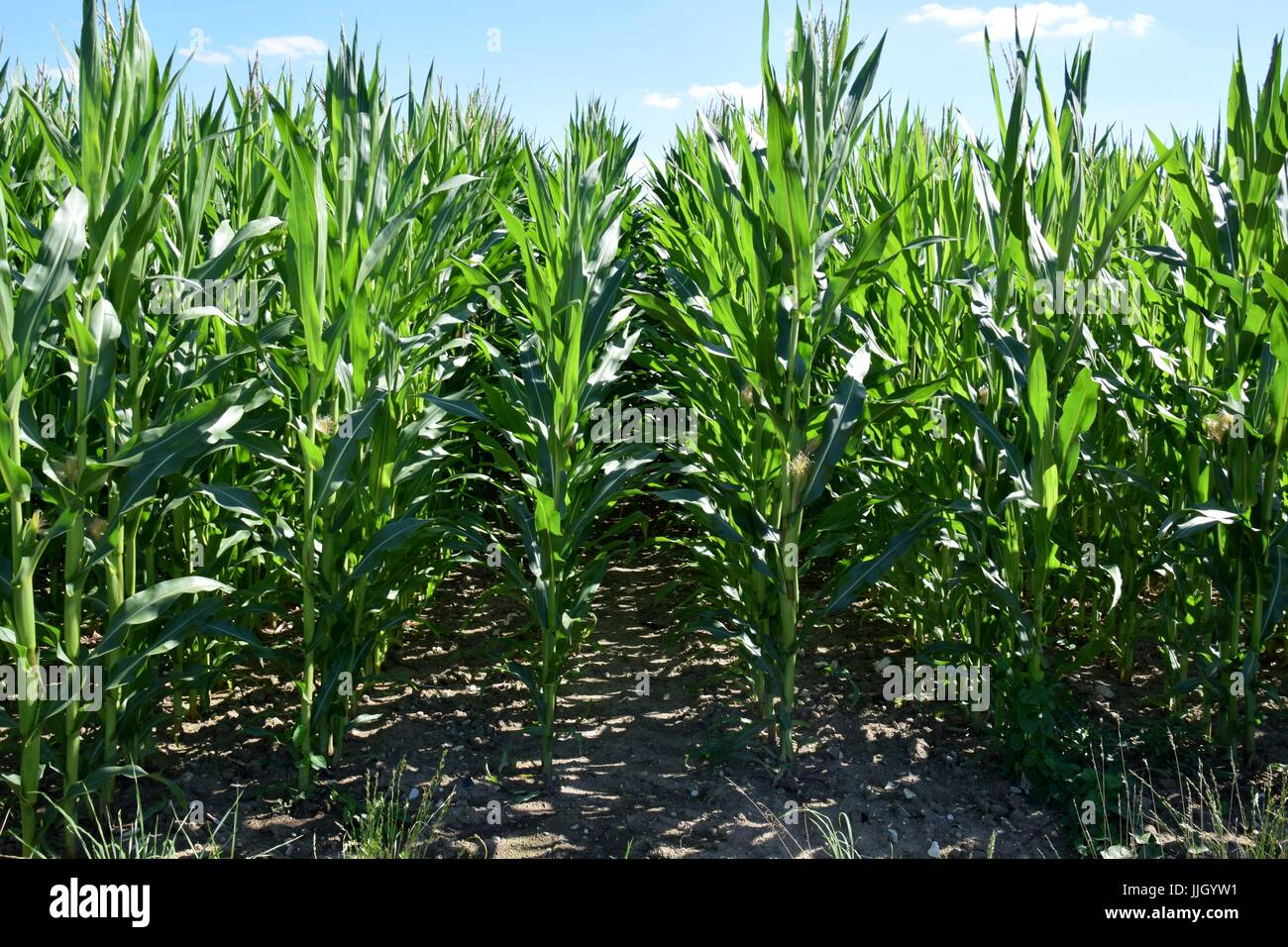 Campo di mais in Baviera, granturco con peli, zea in Germania, mealie Foto Stock