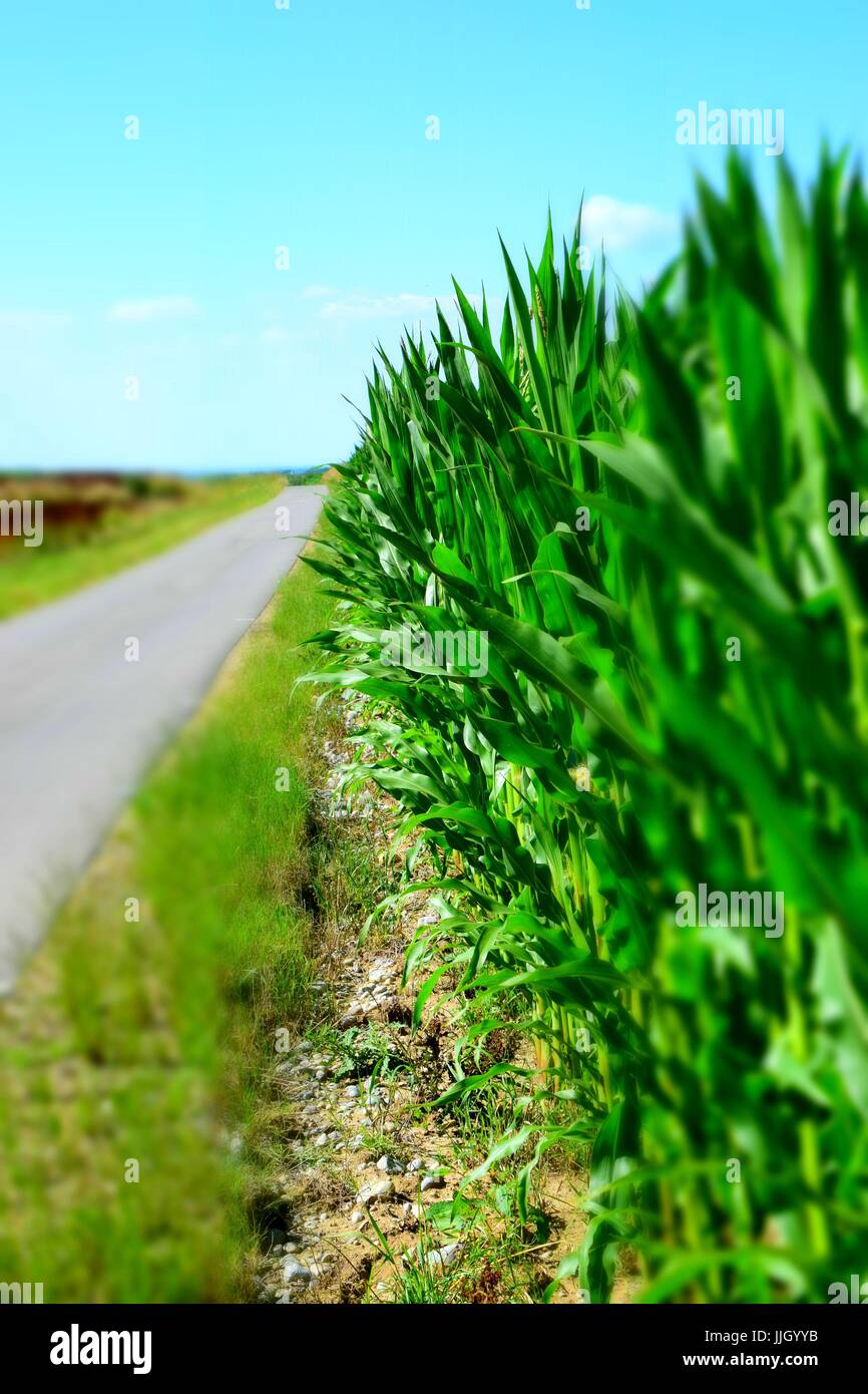 Campo di mais in Baviera, granturco con peli, zea in Germania, mealie Foto Stock
