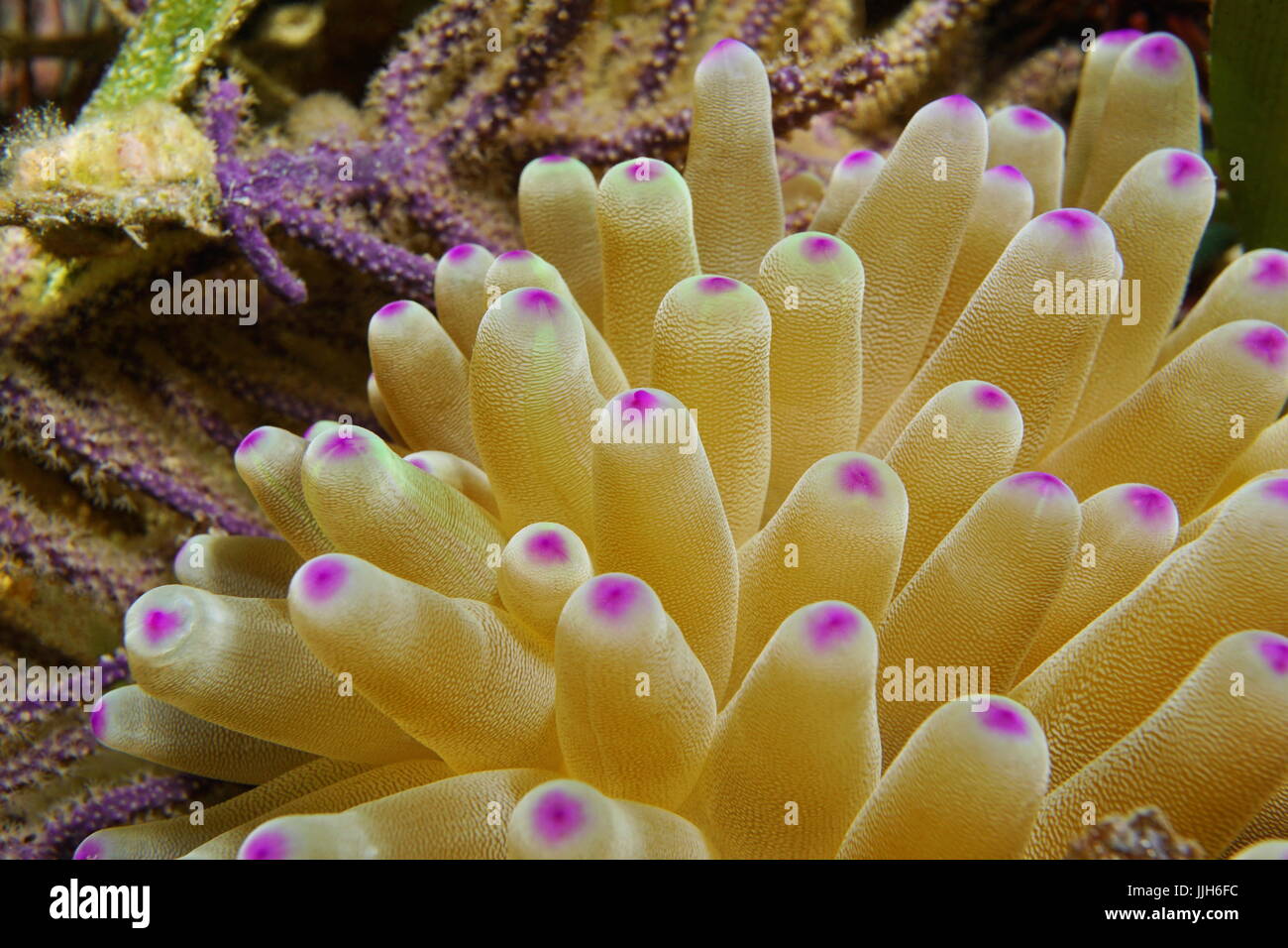 Anemone marittimo tentacoli closeup, anemone condy Condylactis gigantea, vita sottomarina, il mare dei Caraibi, America Centrale, Costa Rica Foto Stock