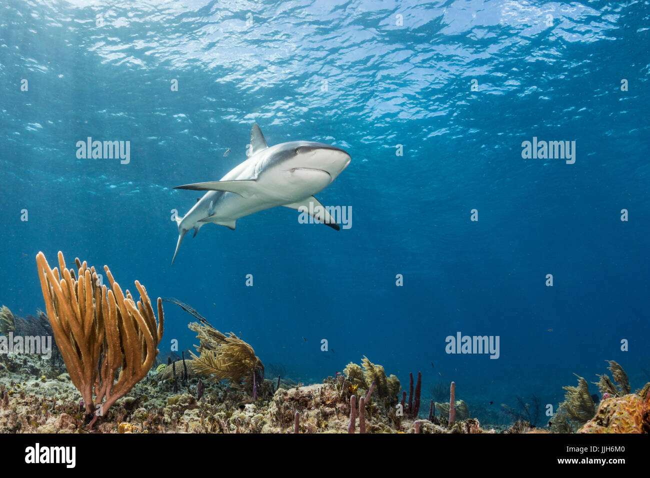Una barriera corallina caraibica Shark pattuglia le acque vicino Bimini, Bahamas. Foto Stock