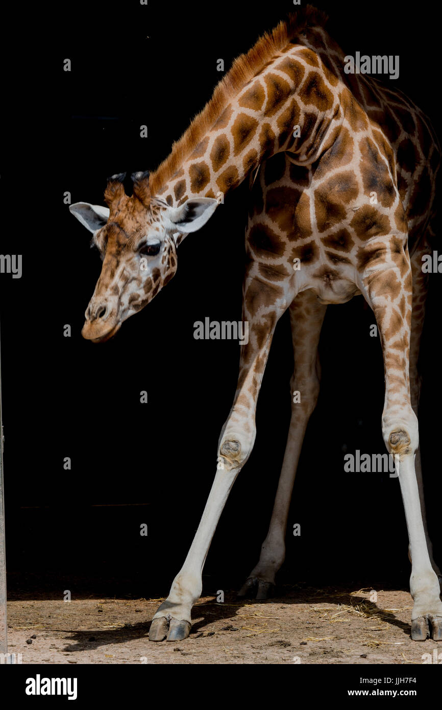 Giraffa con sfondo nero Foto Stock