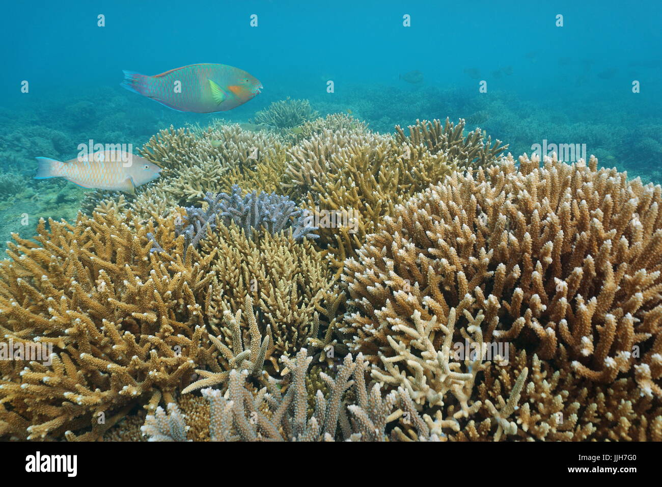 Barriera Corallina con una sana Acropora staghorn coralli sott'acqua nell'Oceano Pacifico, Nuova Caledonia, Oceania Foto Stock