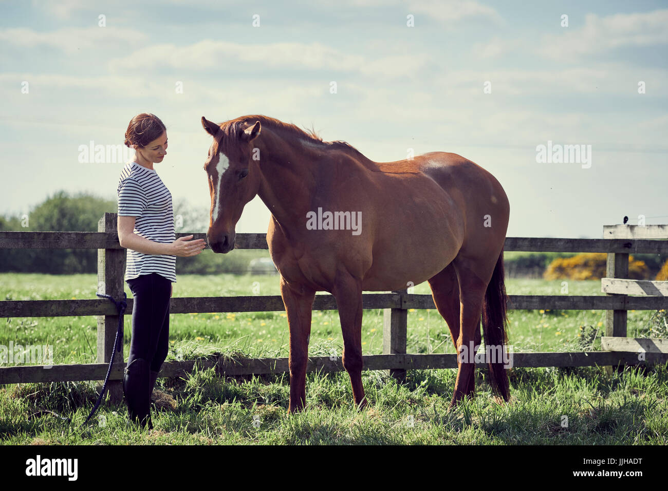 Una giovane donna con il suo cavallo in un paddock. Foto Stock