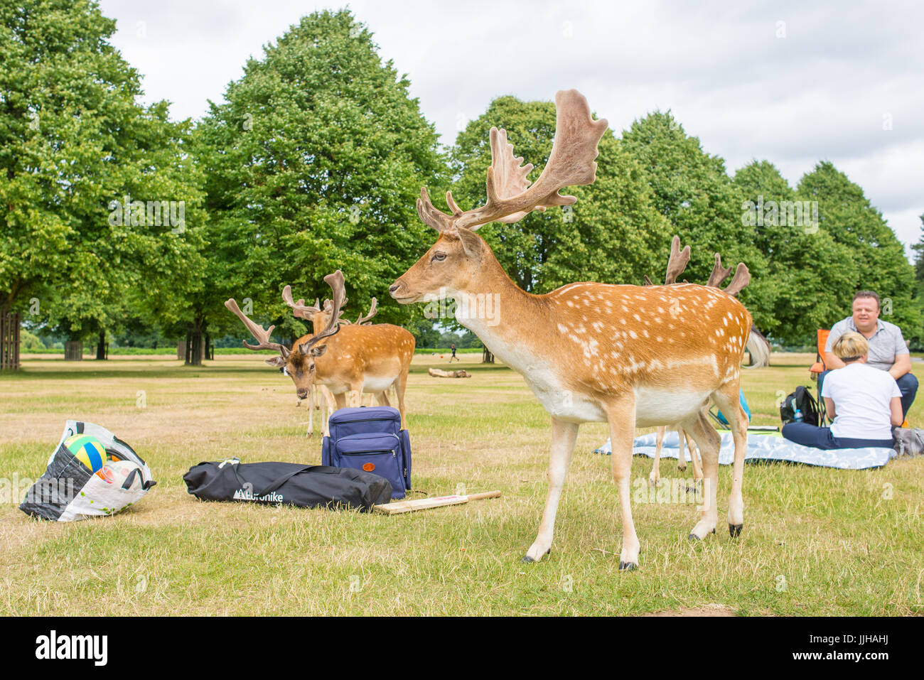 Richmond, London, Regno Unito - Luglio 2017: Allevamento di daini in un prato di erba in Bushy Park accanto a due persone aventi un picnic. Foto Stock