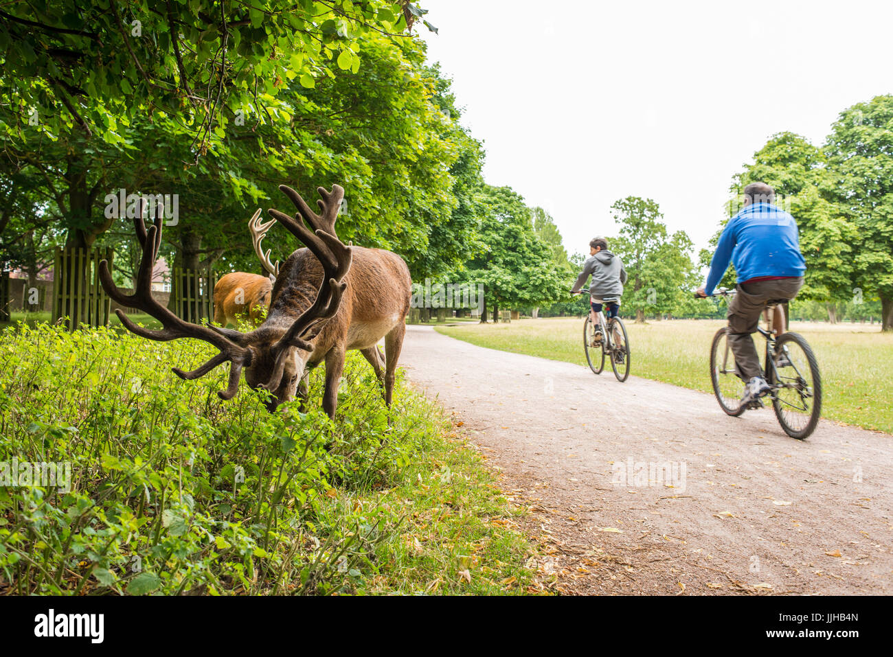 Richmond, London, Regno Unito - Luglio 2017: Due ciclisti escursioni in bicicletta su un percorso accanto a cervi alimentazione su un prato di erba in Bushy Park. Foto Stock