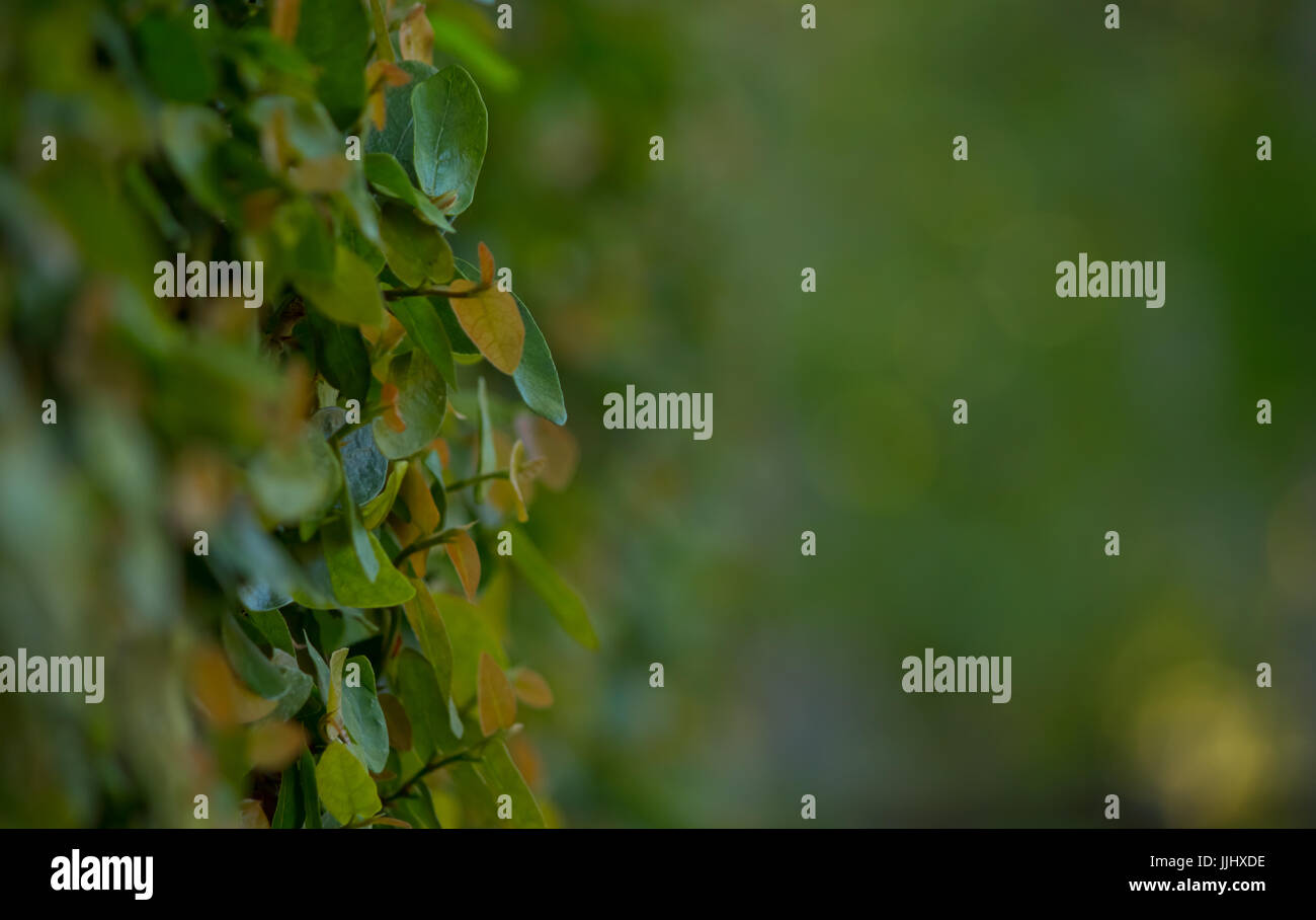 Piacevole superriduttore verdastro sulla parete di un resort di Kodaikanal, Tamil Nadu, India. Foto Stock