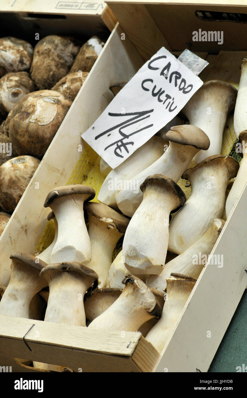 Funghi Porcini al mercato La Boqueria, Barcellona. La Catalogna, Spagna Foto Stock