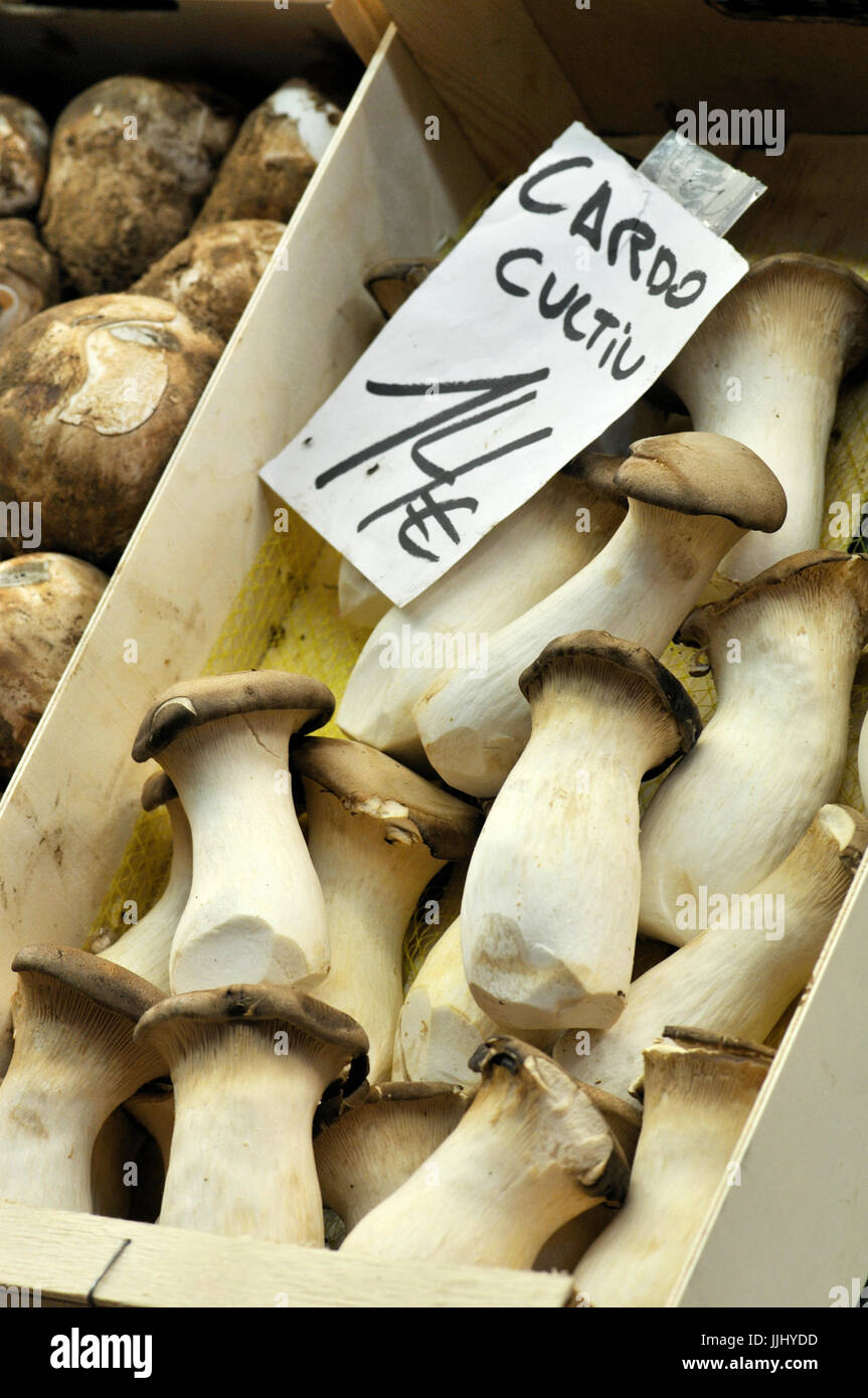 Funghi Porcini al mercato La Boqueria, Barcellona. La Catalogna, Spagna Foto Stock