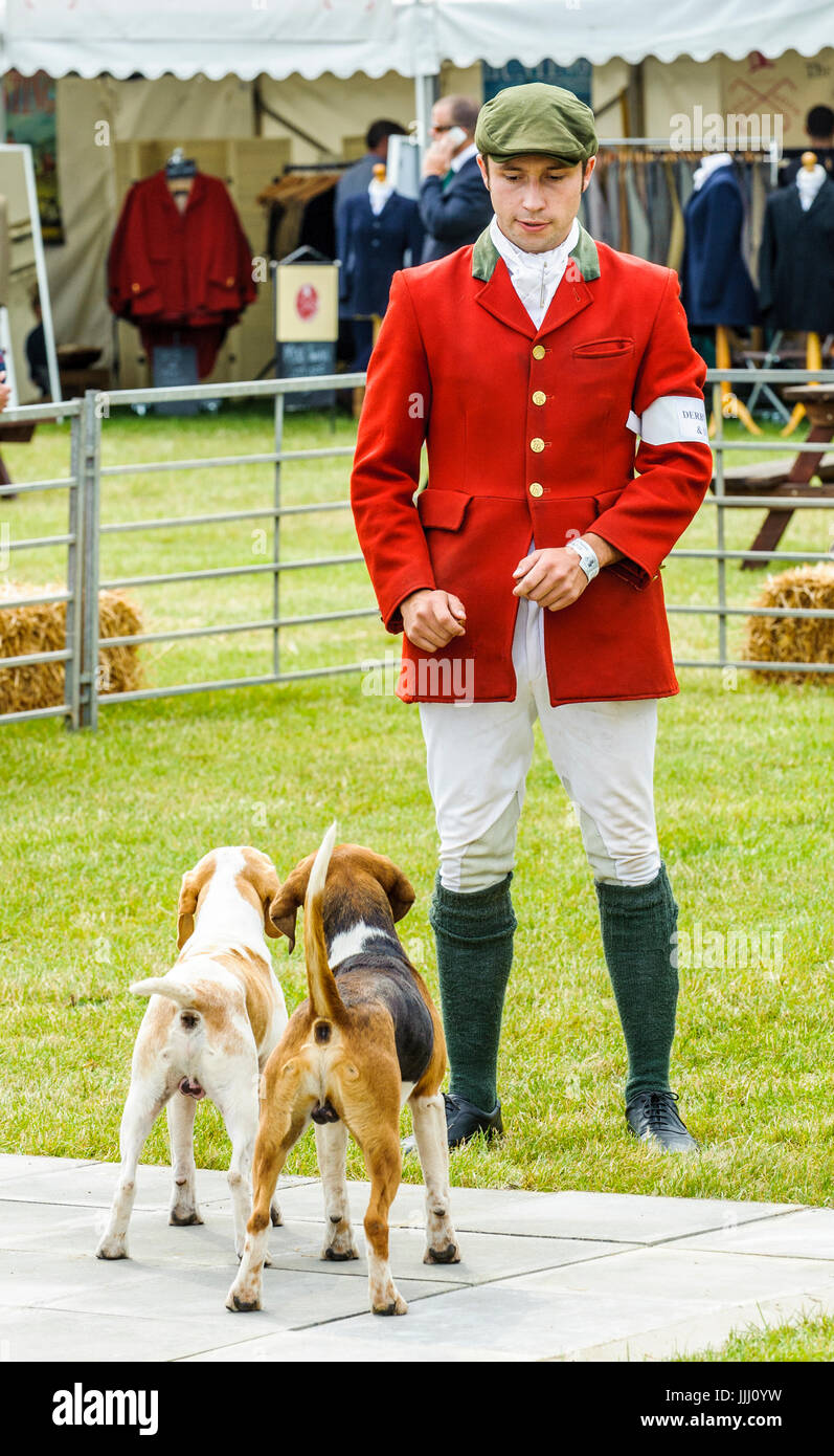 Un huntsman nel mostrare l'anello con un paio di cani beagle al Festival di caccia, Peterborough Foto Stock