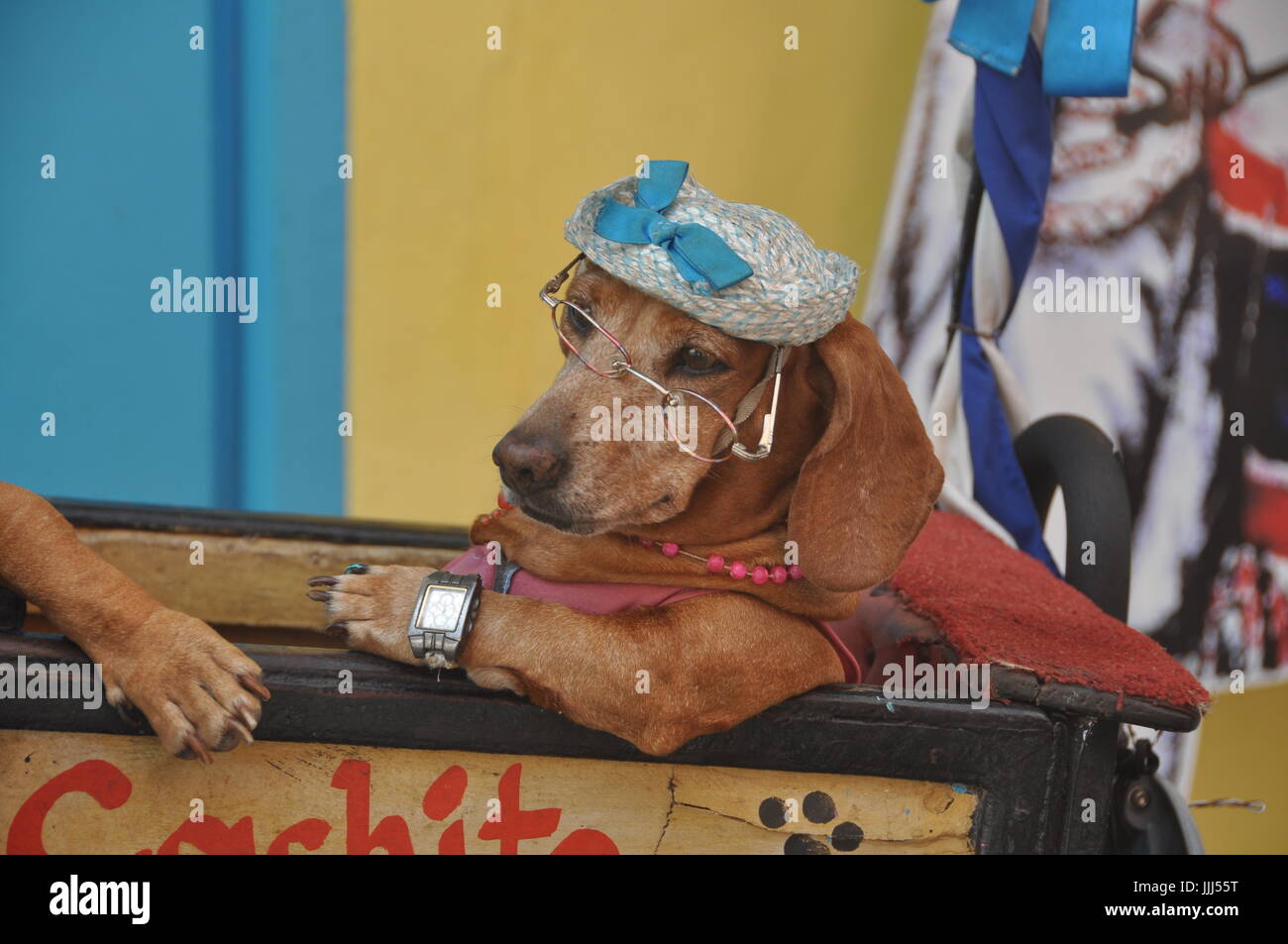 Cane marrone con cappello, occhiali, collana e orologio da polso pone per le immagini Foto Stock