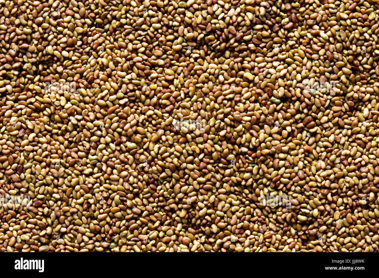 Sfondo di semi di erba medica. Foto Stock