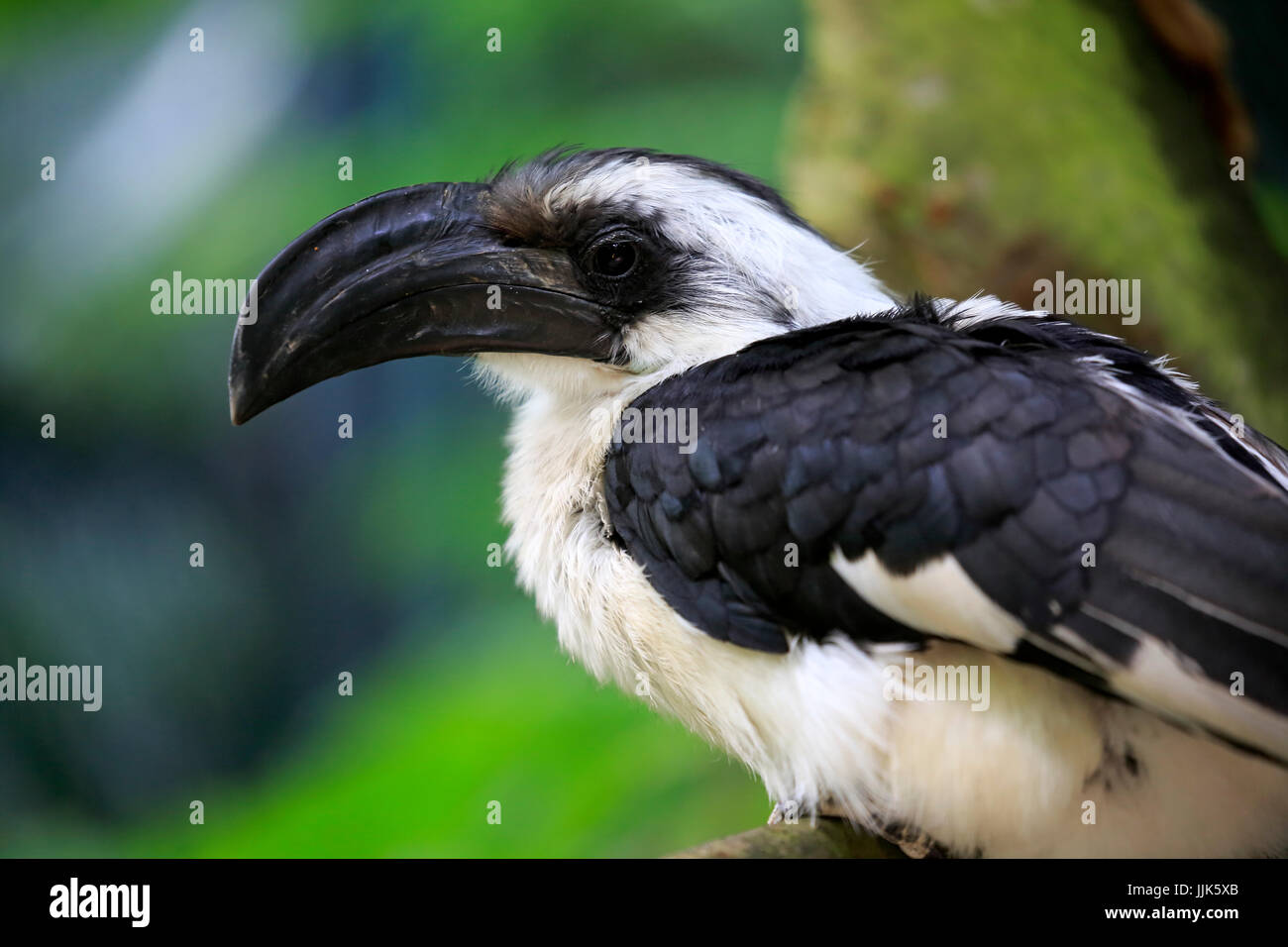 Von der Decken's Hornbill, (Tockus deckeni), Adulto, femmina, ritratto, Africa orientale, Africa Foto Stock