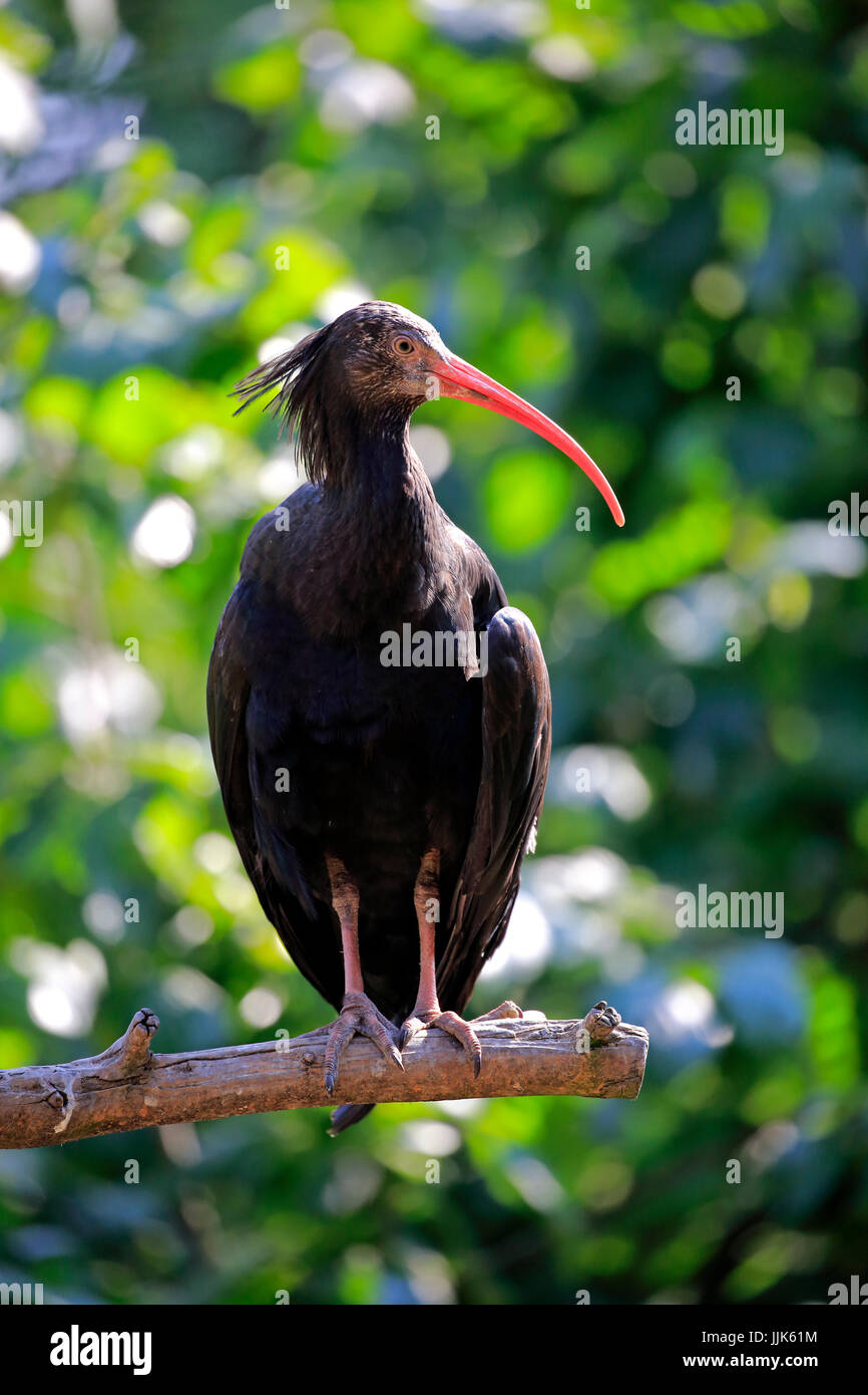 Northern calvo Ibis (Geronticus eremita), adulto, in piedi sul ramo, captive Foto Stock