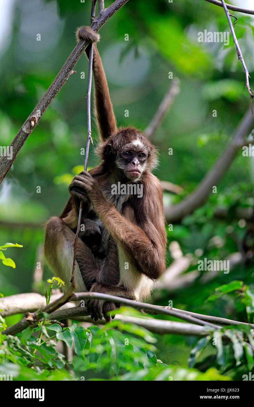 Bianco-panciuto spider monkey, con i capelli lunghi spider monkey (Ateles belzebuth), diga con giovane animale su albero Foto Stock