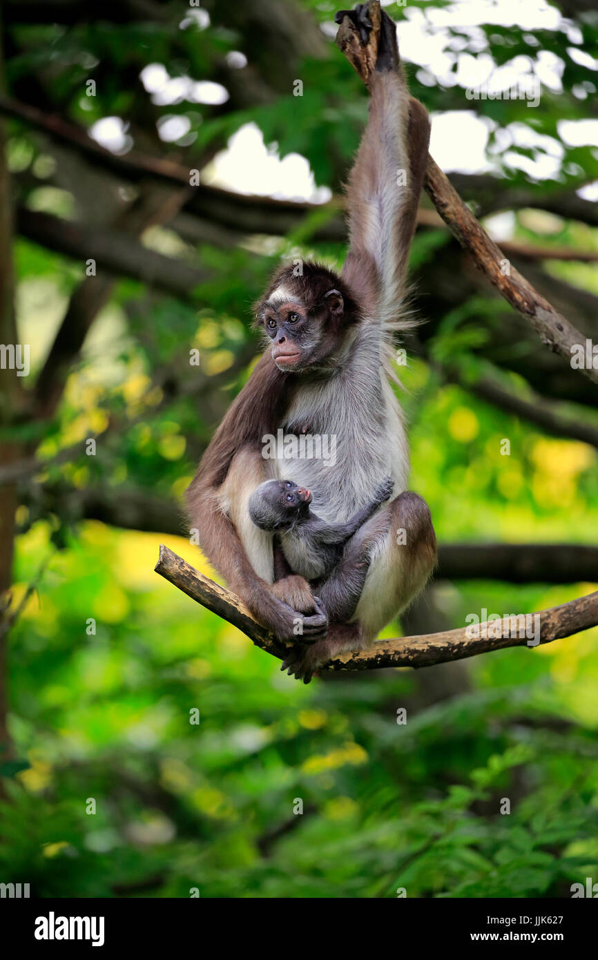 Bianco-panciuto spider monkey, con i capelli lunghi spider monkey (Ateles belzebuth), diga con giovane animale su albero Foto Stock