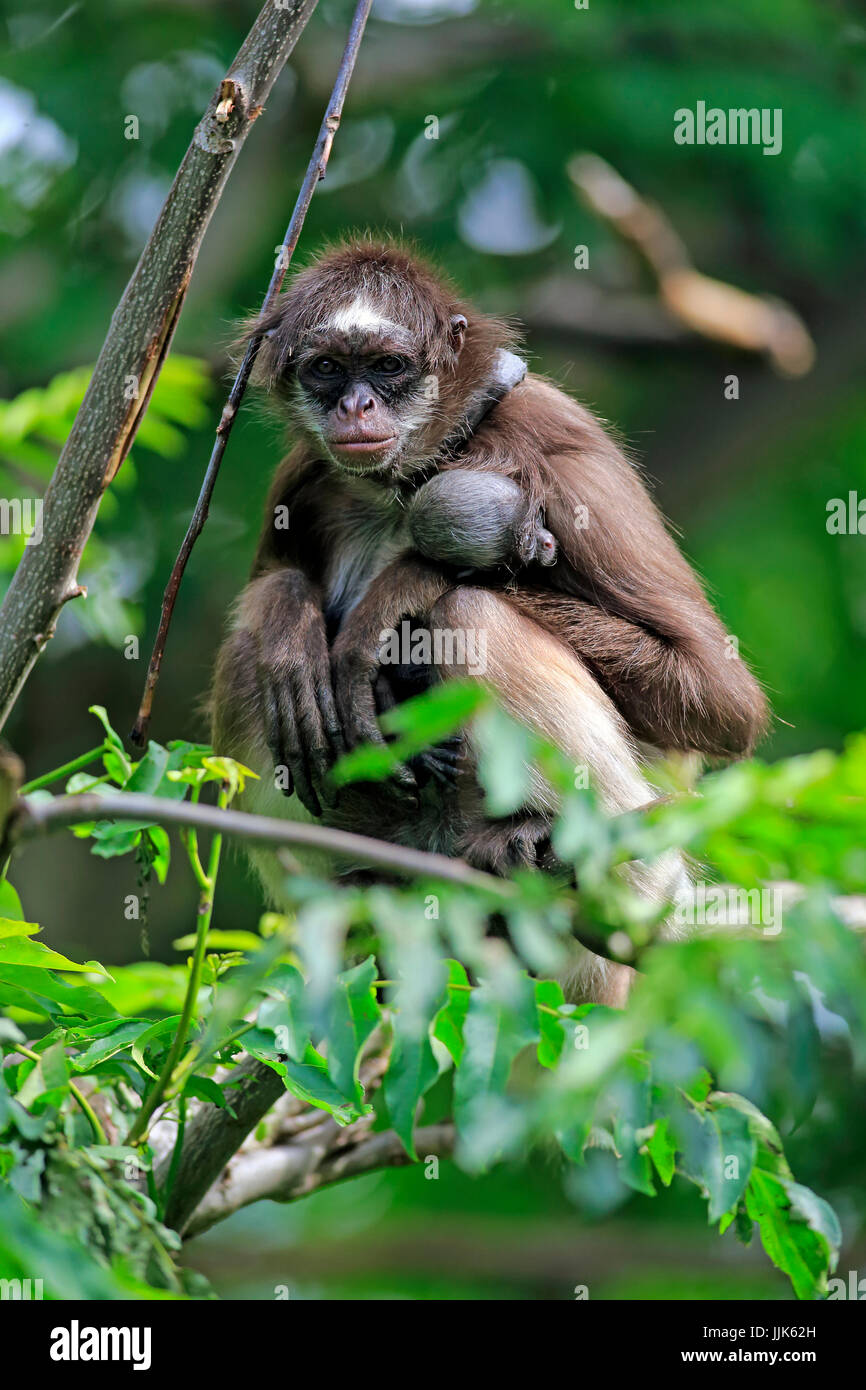 Bianco-panciuto spider monkey, con i capelli lunghi spider monkey (Ateles belzebuth), diga con giovane animale su albero Foto Stock