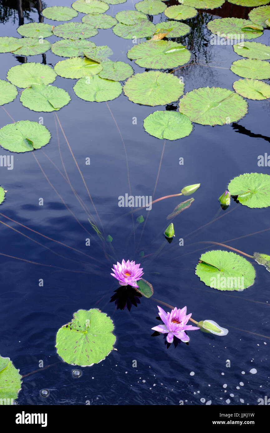 Lotus con ninfee in acqua Foto Stock