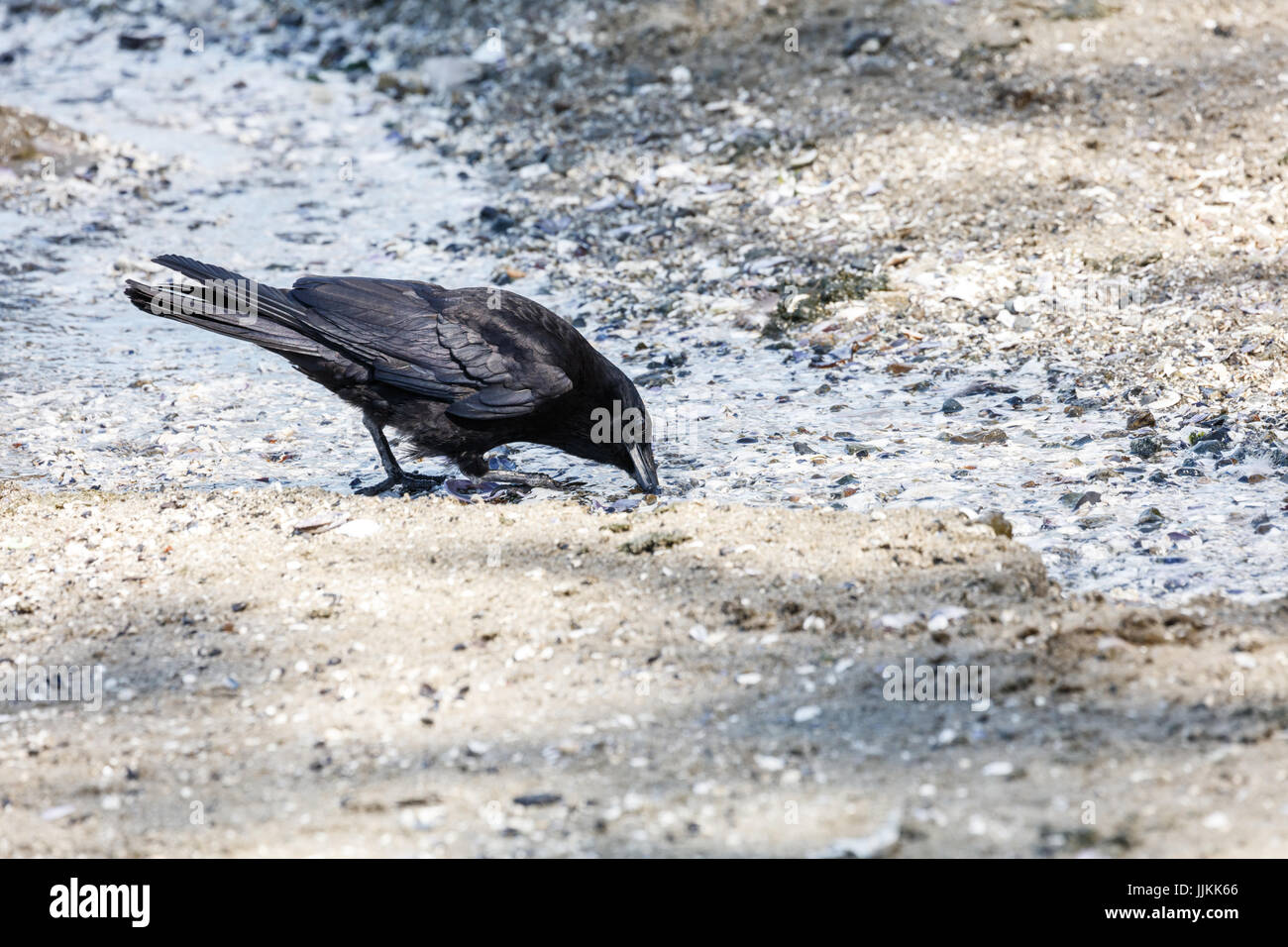 Nero Northwestern crow Bird acqua potabile a Vancouver BC Canada Foto Stock