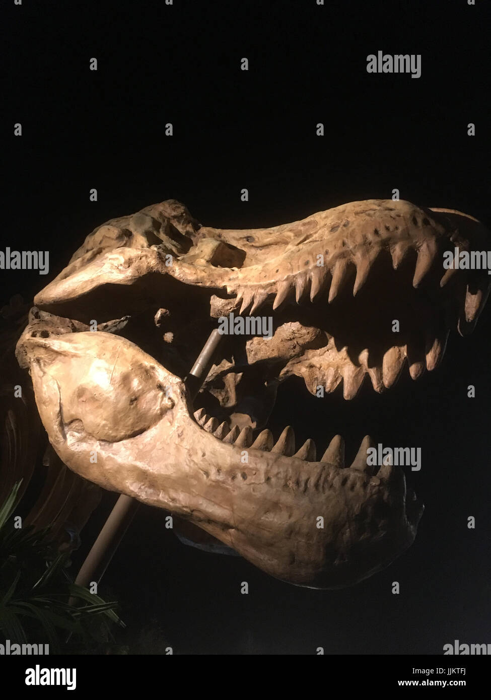 Cranio di un tirannosauro rex su sfondo nero. Cranio T-rex isolato su nero. Grande cranio di dinosauro. Guardando il dinosauro tirannosauro rex. Foto Stock