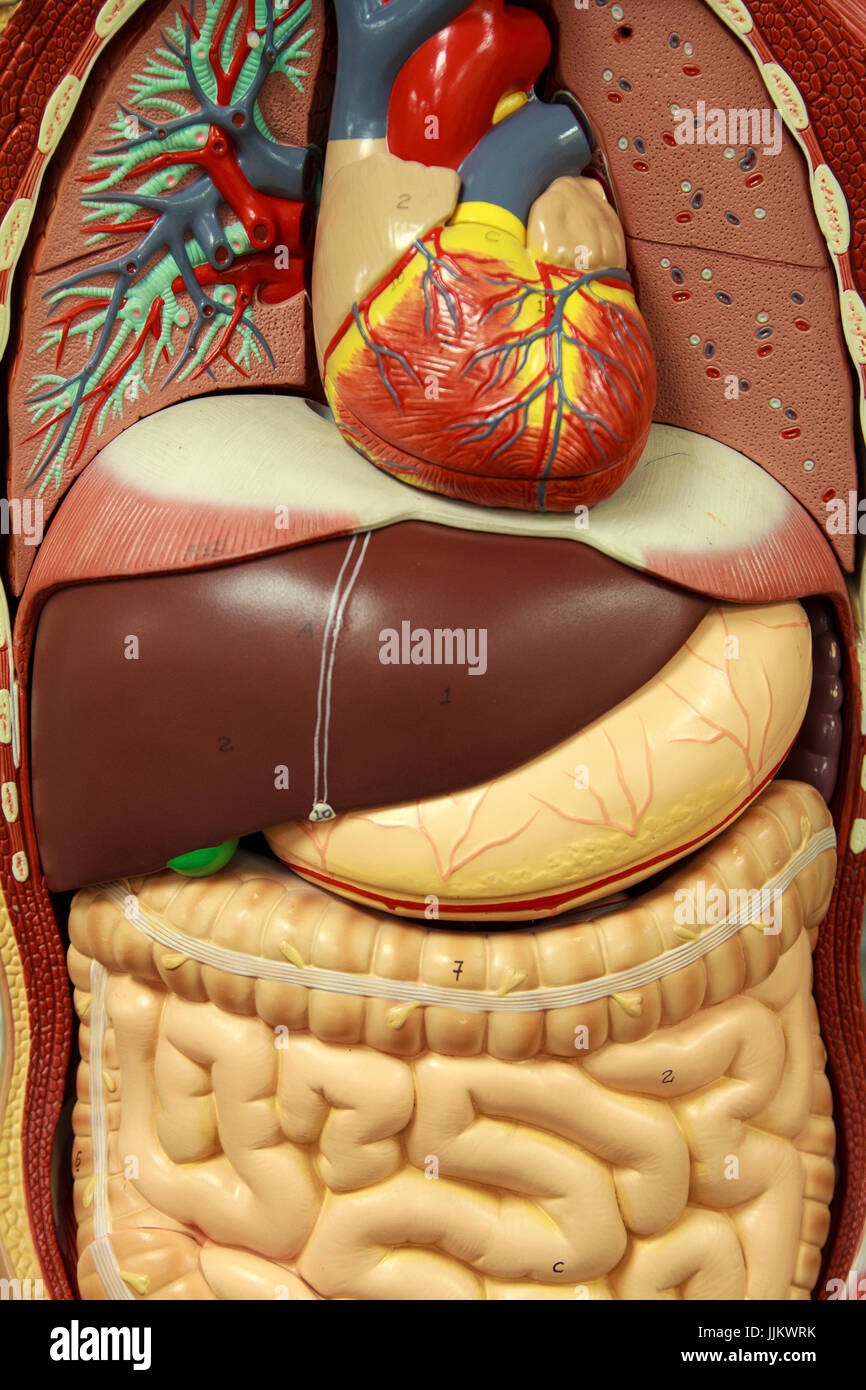 ISAKEN Set 8 Modelli Di Anatomia Umana: Organi Del Corpo In PVC (Intestino, Polmoni, Cuore, Cervello, Stomaco, Fegato, Reni) - Giocattolo Educativo Per Bambini - 3