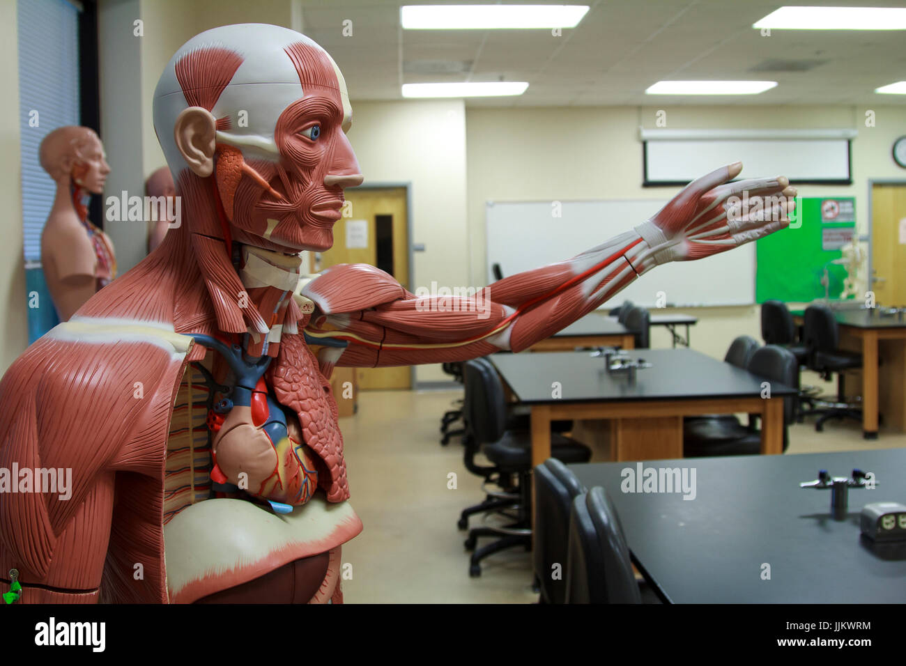 I modelli di anatomia nella scienza medica in aula della scuola Foto Stock