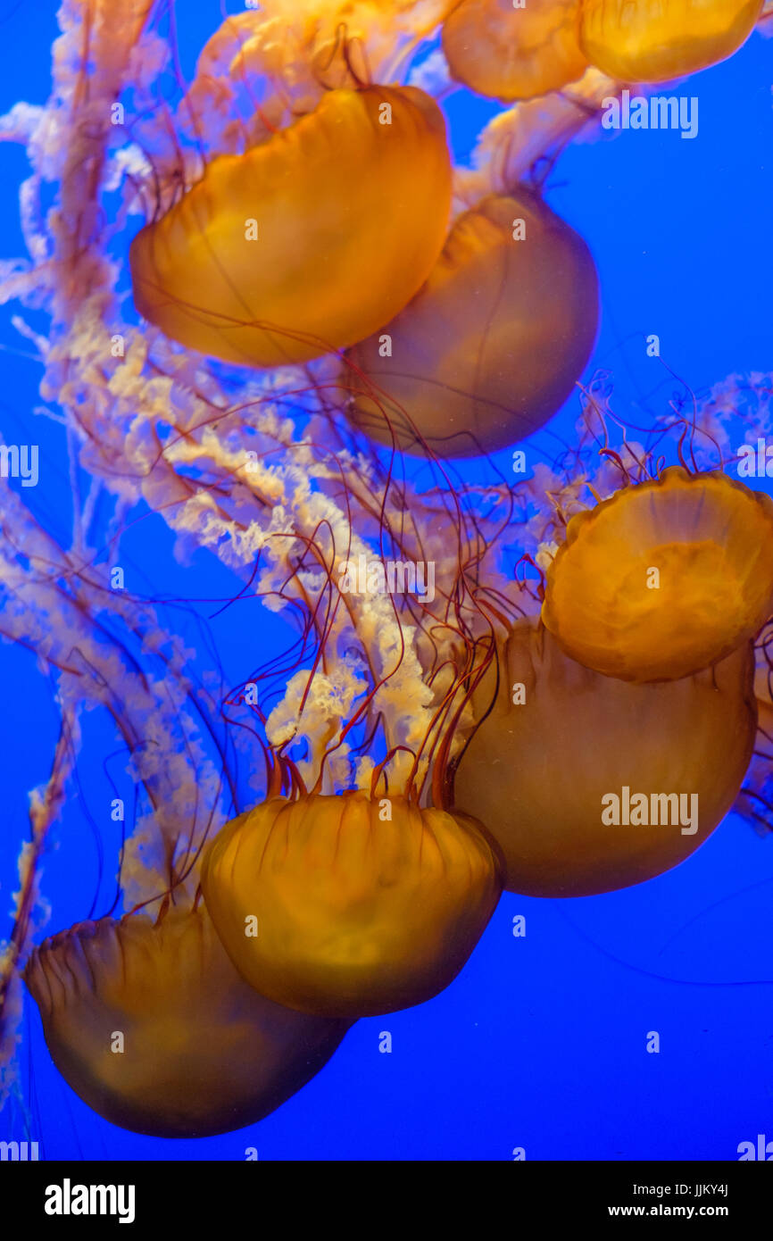 Gruppo di gelatina di pesce nuotare capovolto Foto Stock