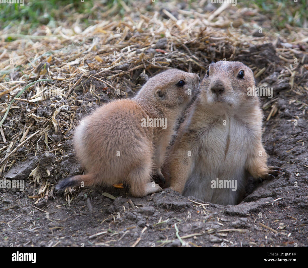 Black-Tailed Prairie Dog (Cynomys ludovicianus) adulto e bambino in ingresso al burrow Foto Stock