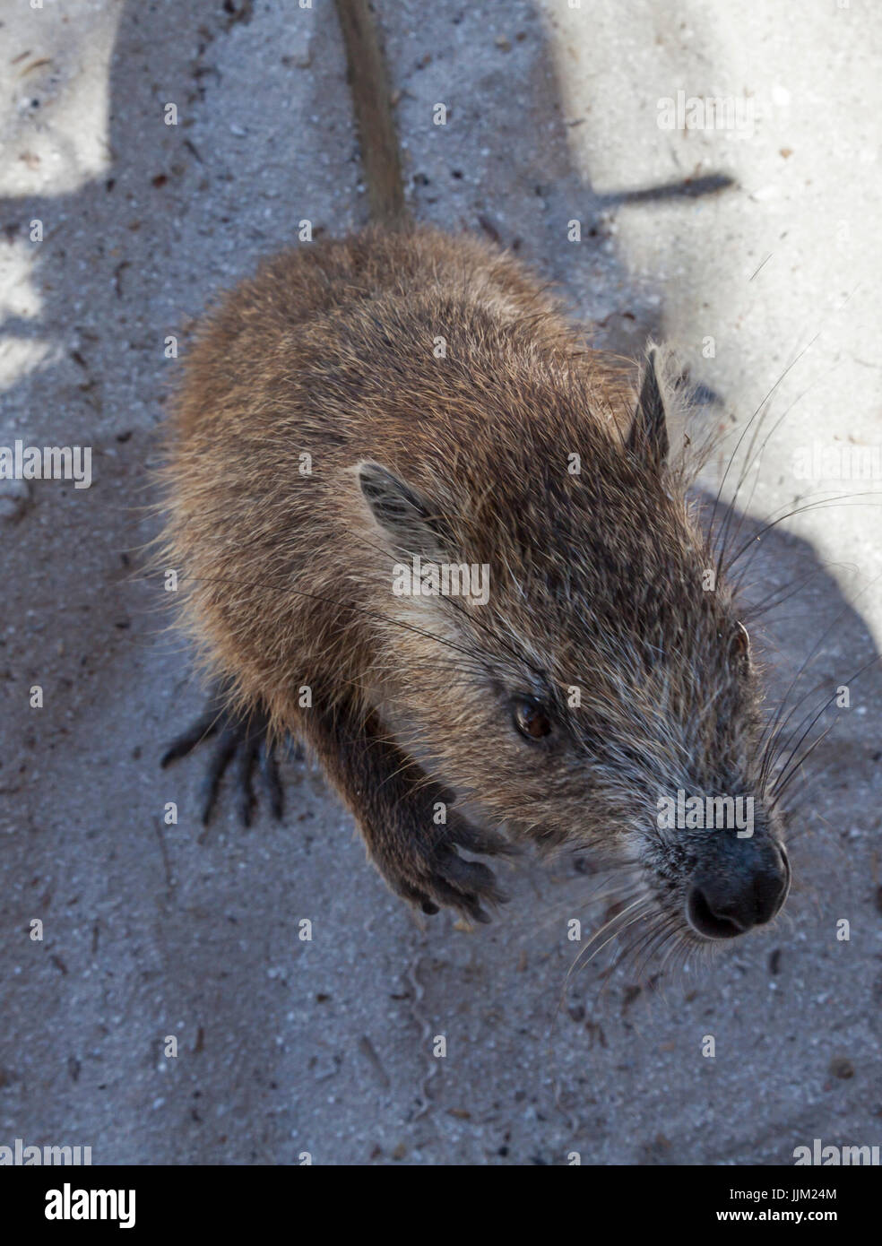 L'isola di Cayo IGUANA ha anche una grande popolazione di una specie minacciata di ratto ad albero - Trinidad, Cuba Foto Stock