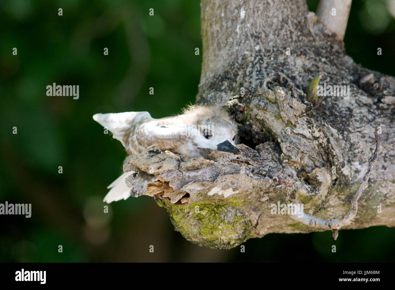 Baby Fairy Tern in un nido alla fine di un ramo Foto Stock