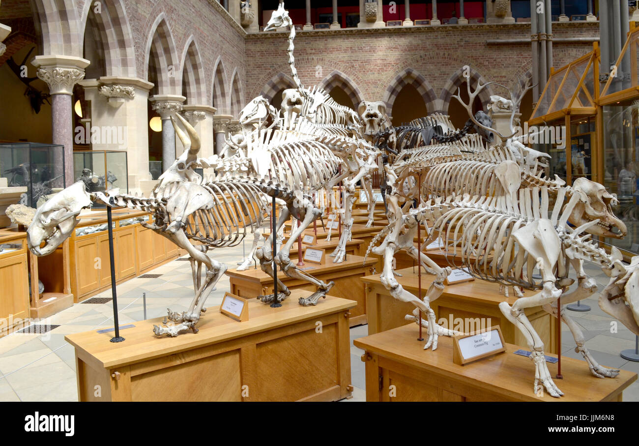 Scheletri di animali, Oxford il Museo di Storia Naturale Foto Stock