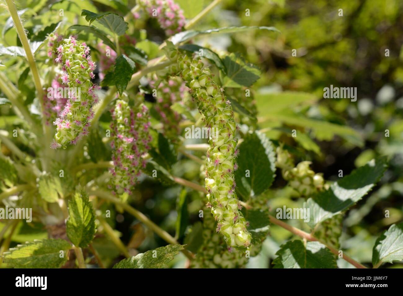Arbustiva burnett / (Bencomia caudata) endemica delle Canarie, fioritura in alloro montane / Foresta Laurissilva, Doramas Parco Rurale, Gran Canaria. Foto Stock