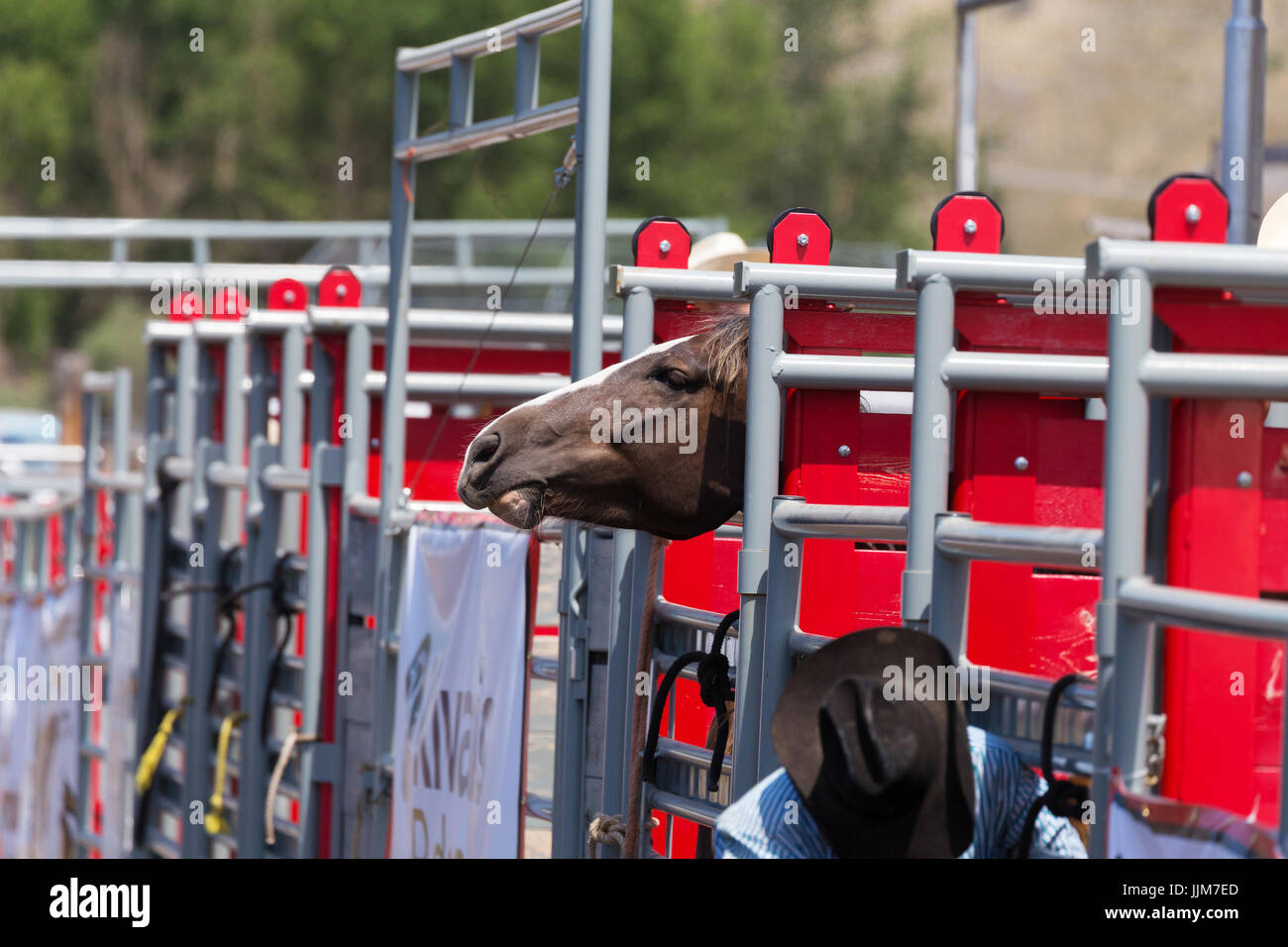Bronc mantenuta inserimenti della testa fino al di sopra della gate per vedere cosa stava succedendo. Foto Stock