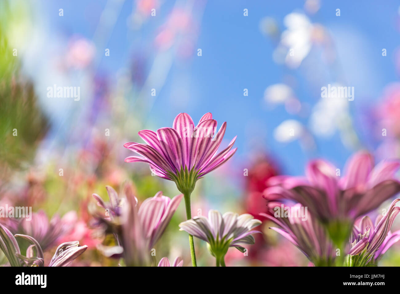 Biglietto di auguri con fiori colorati in prato, fiori d'estate. rosa viola. Foto Stock