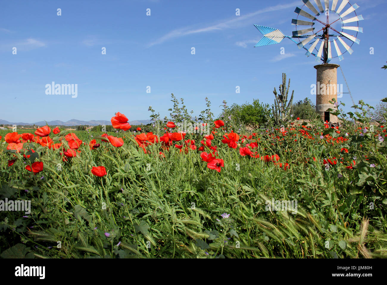 Mallorca vicino a Sant Jordi, il prato fiorito con papaveri e un mulino a vento Foto Stock