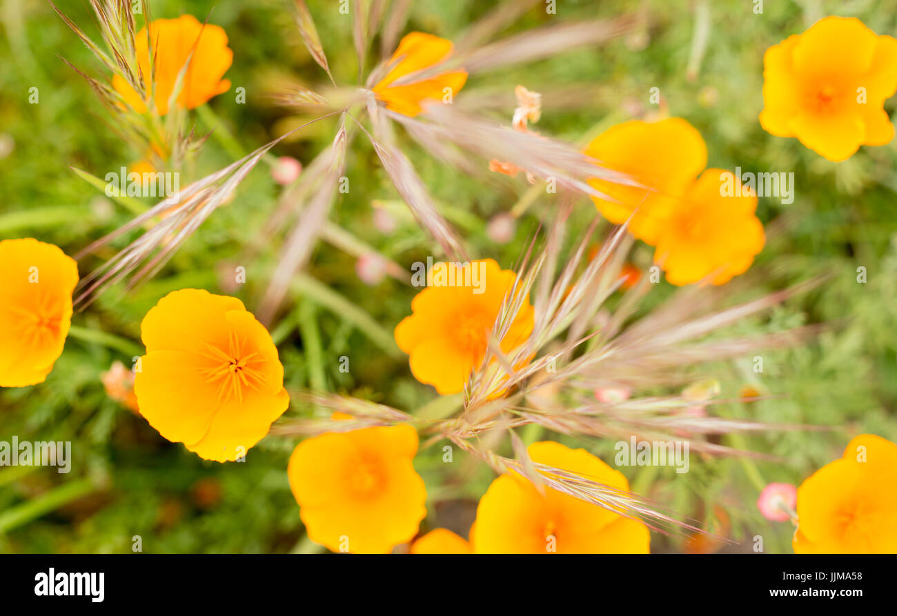 Vivace papaveri deserto fiorirà durante la primavera in California. Foto Stock