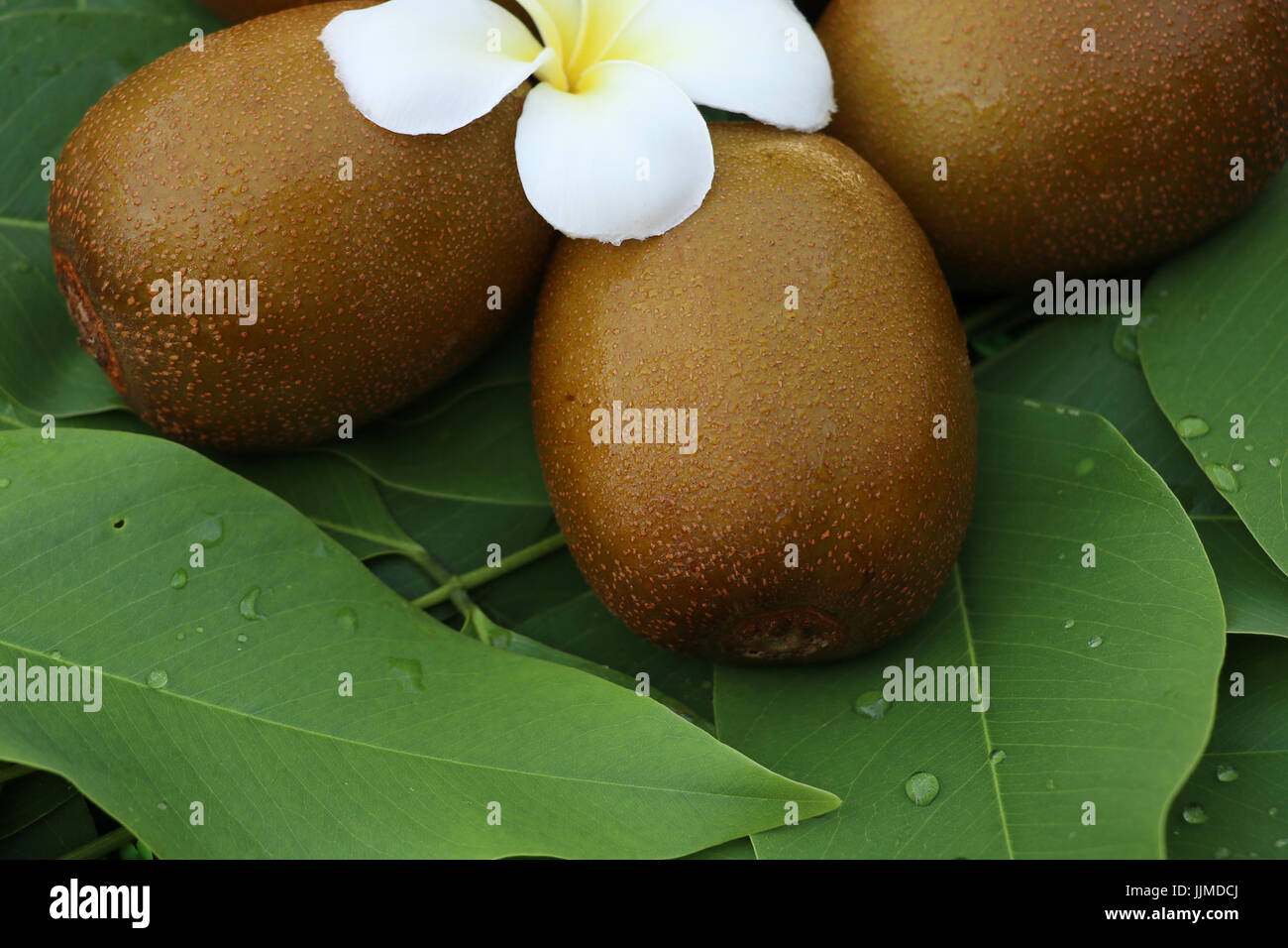 I kiwi su sfondo di foglie,la messa a fuoco in corrispondenza di una parte di kiwi gruppo sulle foglie,può essere chiamato "uva spina cinese',jumbo dimensioni d'oro kiwi posto Foto Stock