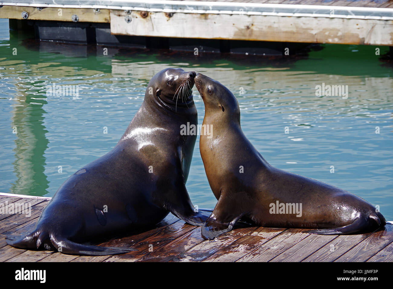 2 I Leoni Di Mare Kissing Foto Stock Alamy