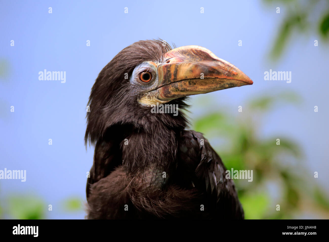Visayan hornbill, (dal caso Penelopides panini panini), femmina adulta, ritratto, il verificarsi Asia Foto Stock