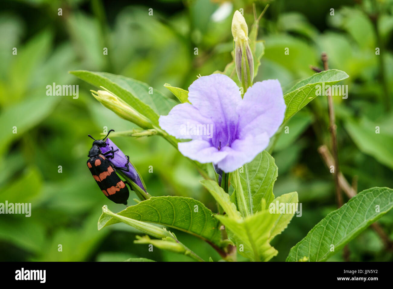 Arancione blister beetle con fiori selvatici viola Foto Stock