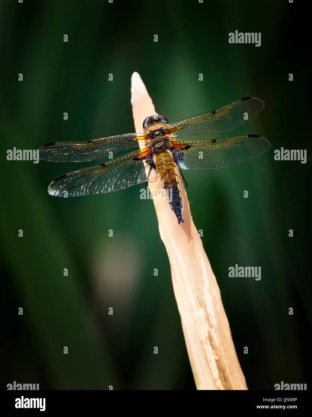 Dragon Fly in appoggio Foto Stock