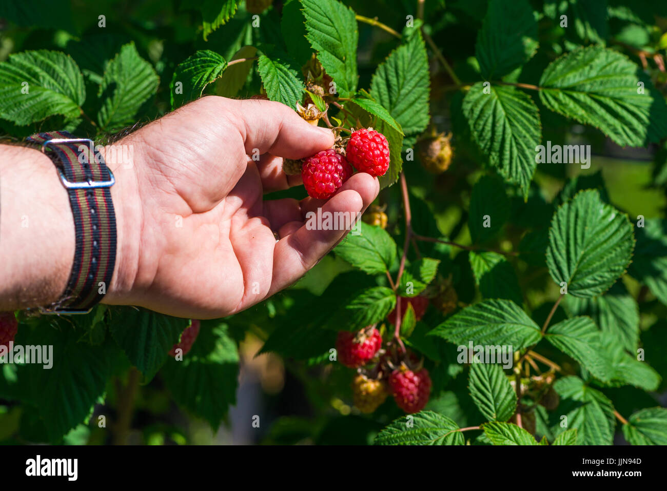 Un maschio la raccolta dei lamponi su una farm di frutta Foto Stock