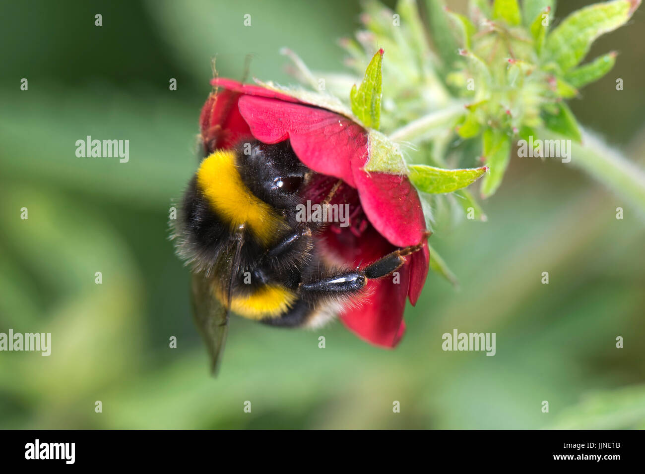 Bumblebee, Bombus terrestris, alimentazione da un rosso fiore giardino in estate, Berkshire, Luglio Foto Stock