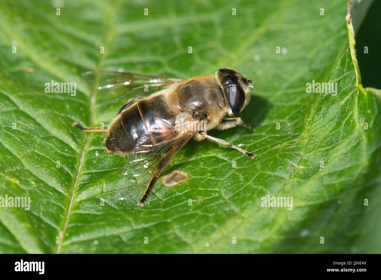 Drone fly, Eristalis tenax, un hoverfly appoggiata su una foglia al sole, Berkshire, Luglio Foto Stock