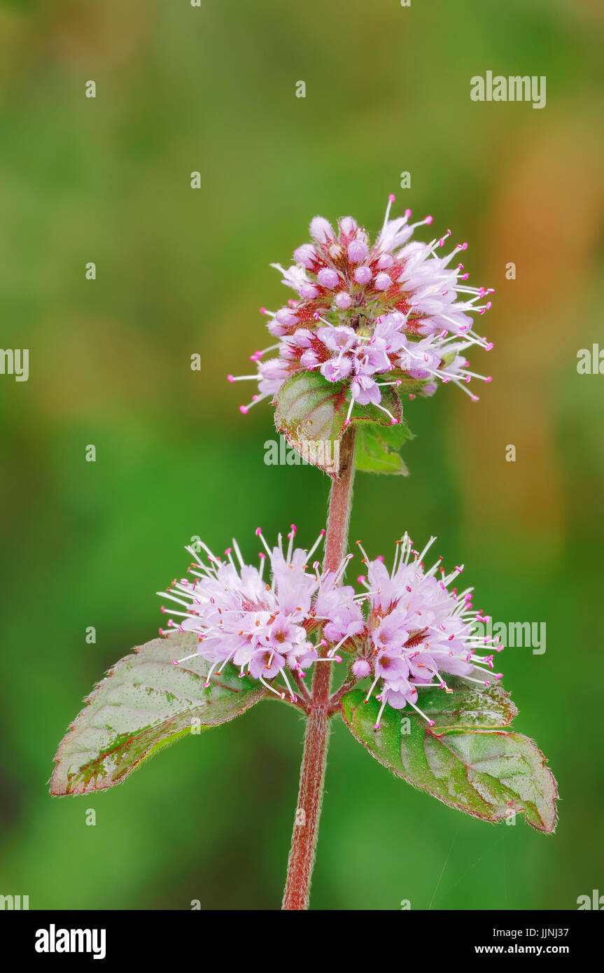 Acqua di menta, Renania settentrionale-Vestfalia, Germania / (Mentha aquatica) | Wasser-Minze, Nordrhein-Westfalen, Deutschland / (Mentha aquatica) Foto Stock