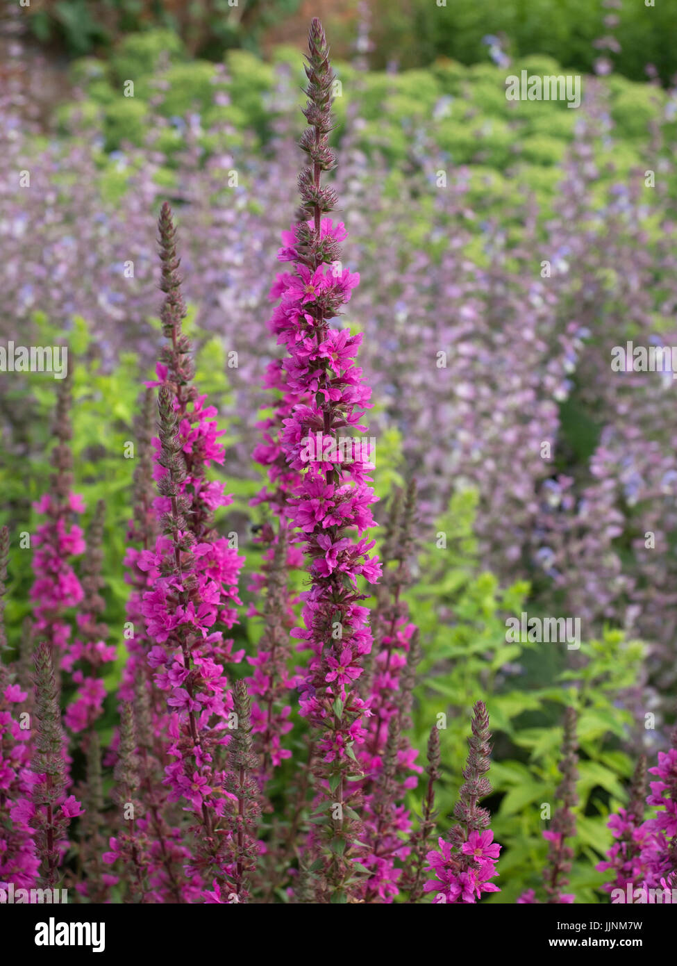 Lythrum virgatum 'Dropmore viola' e dietro la Salvia turkestanica in bordo del giardino Foto Stock