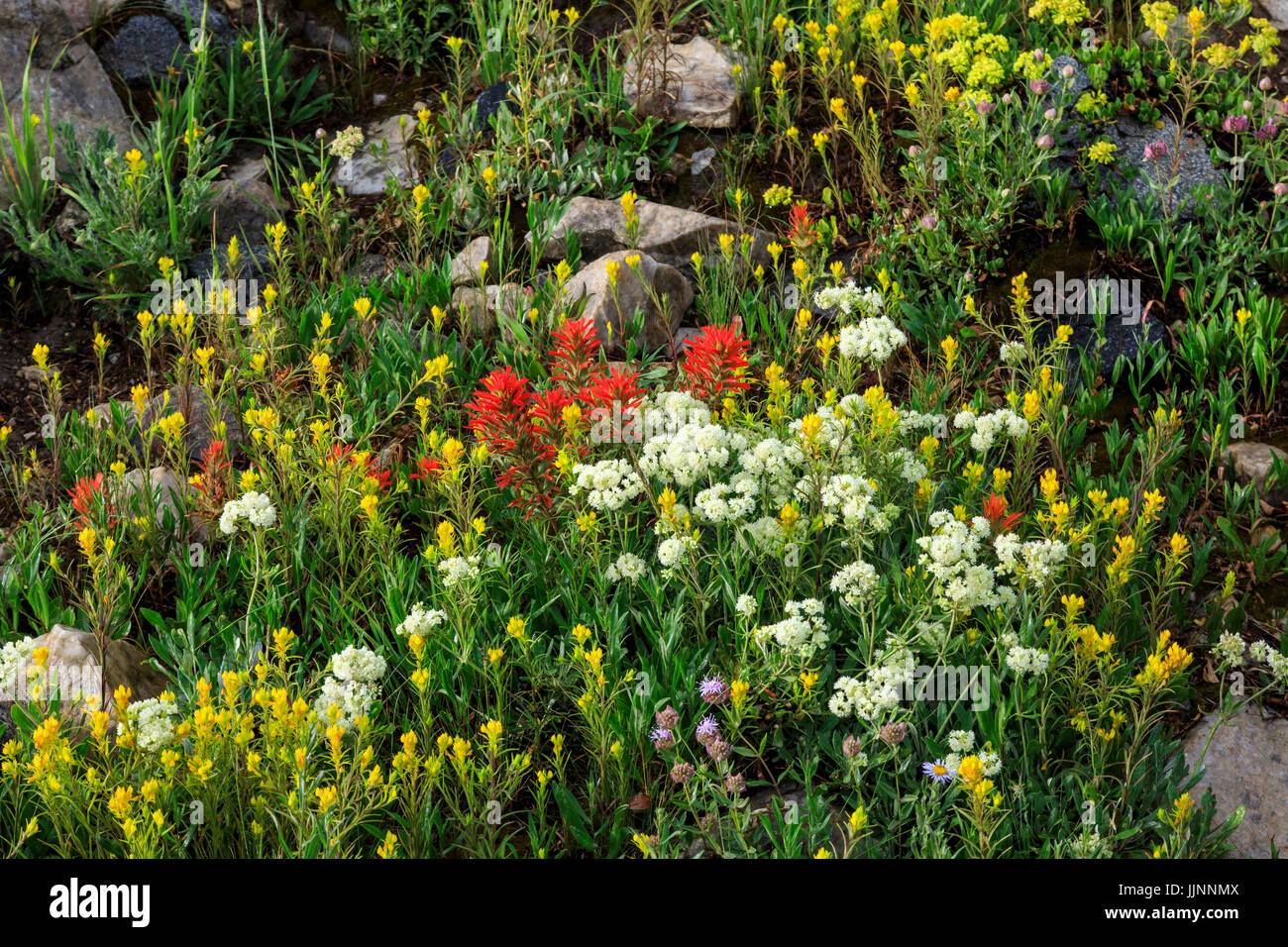 Questa è una vista di un assortimento di fiori selvatici guardando come essi sono stati piantati in un pulito e ordinato giardino come visto nell'Albion bacino in Alta, Utah, Stati Uniti d'America Foto Stock