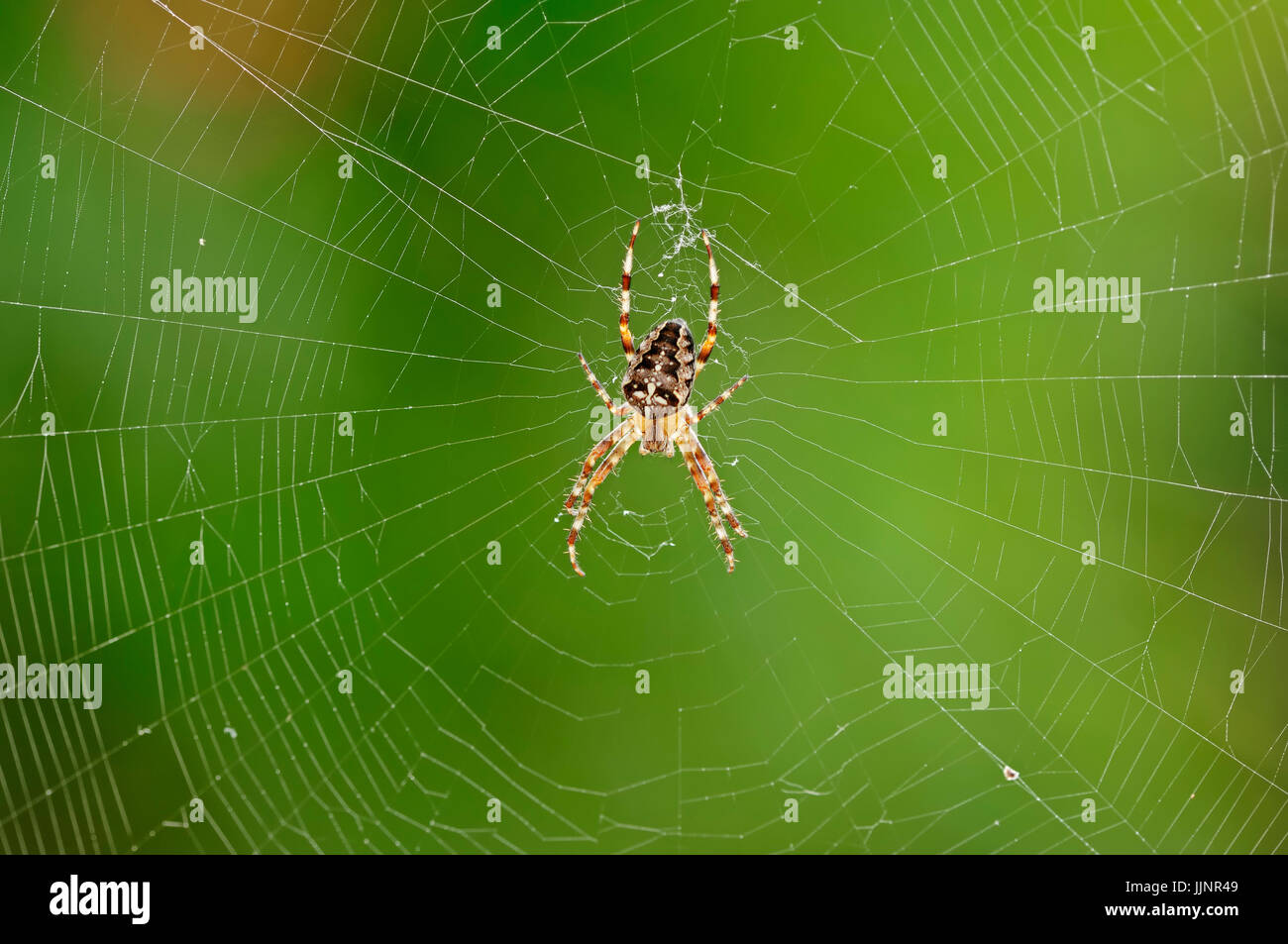 Croce spider web, Renania settentrionale-Vestfalia, Germania / (Araneus diadematus) / Cross Orbweaver, giardino europeo Spider | Gartenkreuzspinne im Netz Foto Stock