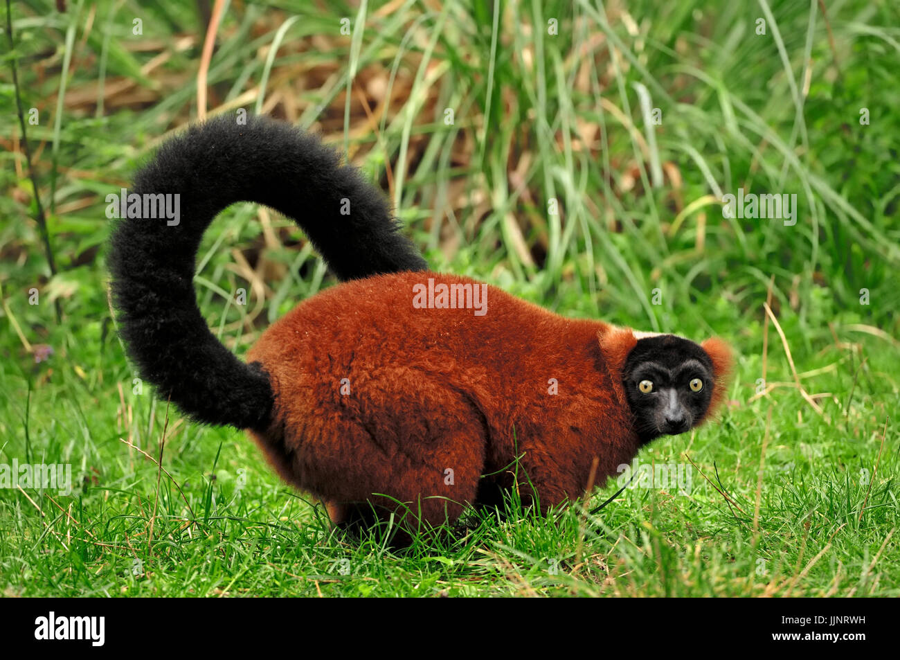 Rosso lemure Ruffed / (Varecia variegata rubra, Varecia variegata ruber) | Roter Vari / (Varecia variegata rubra, Varecia variegata ruber) Foto Stock