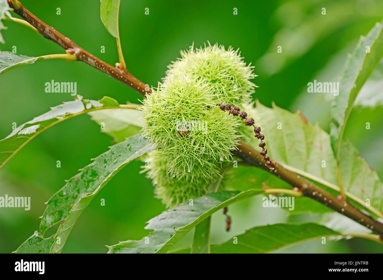Dolce di castagne, frutta a tree / (Castanea sativa) / castagno europeo | Esskastanien am Baum / (Castanea sativa) Foto Stock